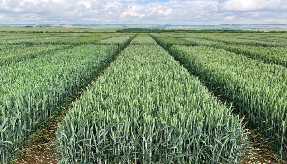 Winter wheat variety trial plots